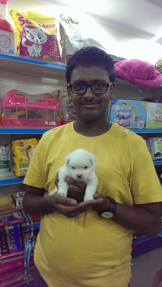 white coton de tulear puppies for sale in delhi ncr