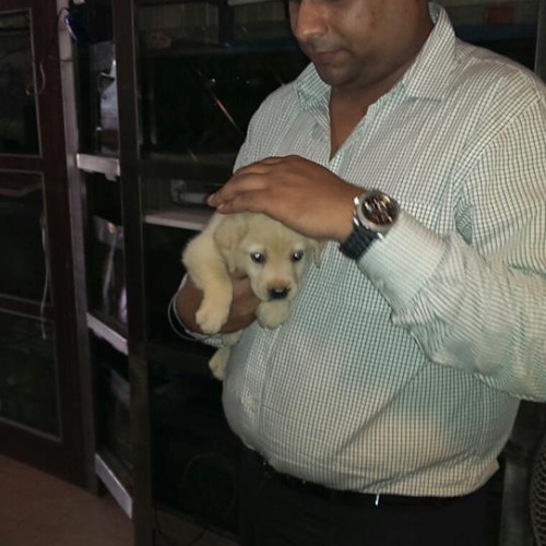 american lab puppies for sale in delhi ncr