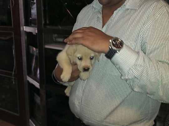american lab puppies for sale in delhi ncr