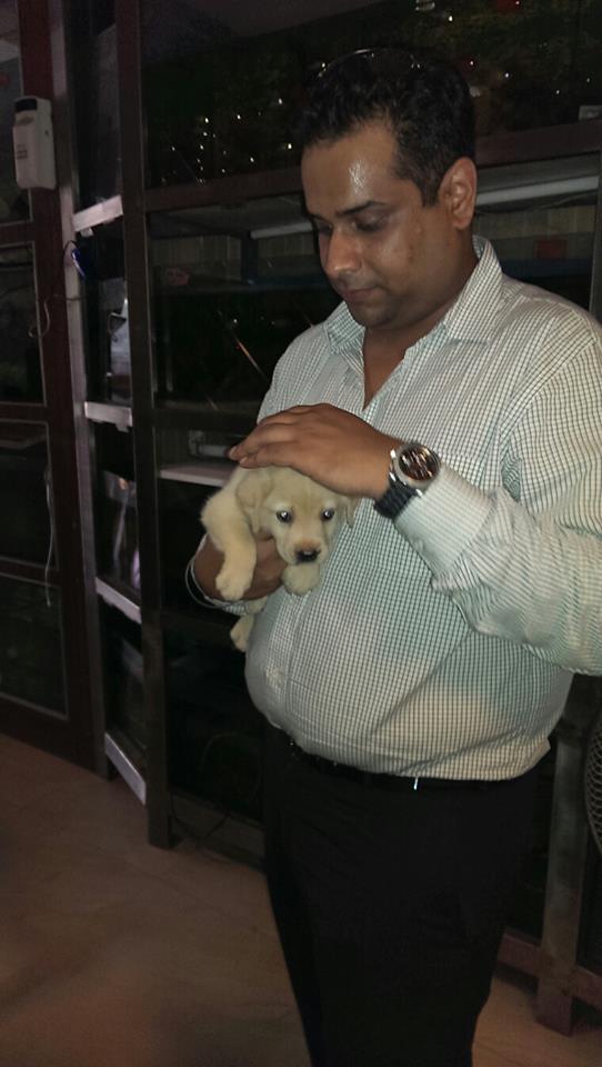 american lab puppies for sale in delhi ncr