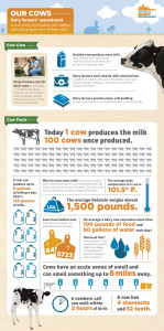 Our-Cows-Infographic