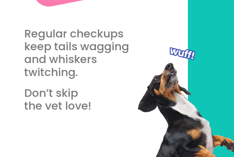 tegha kennel goldendoodle breeder dubai
