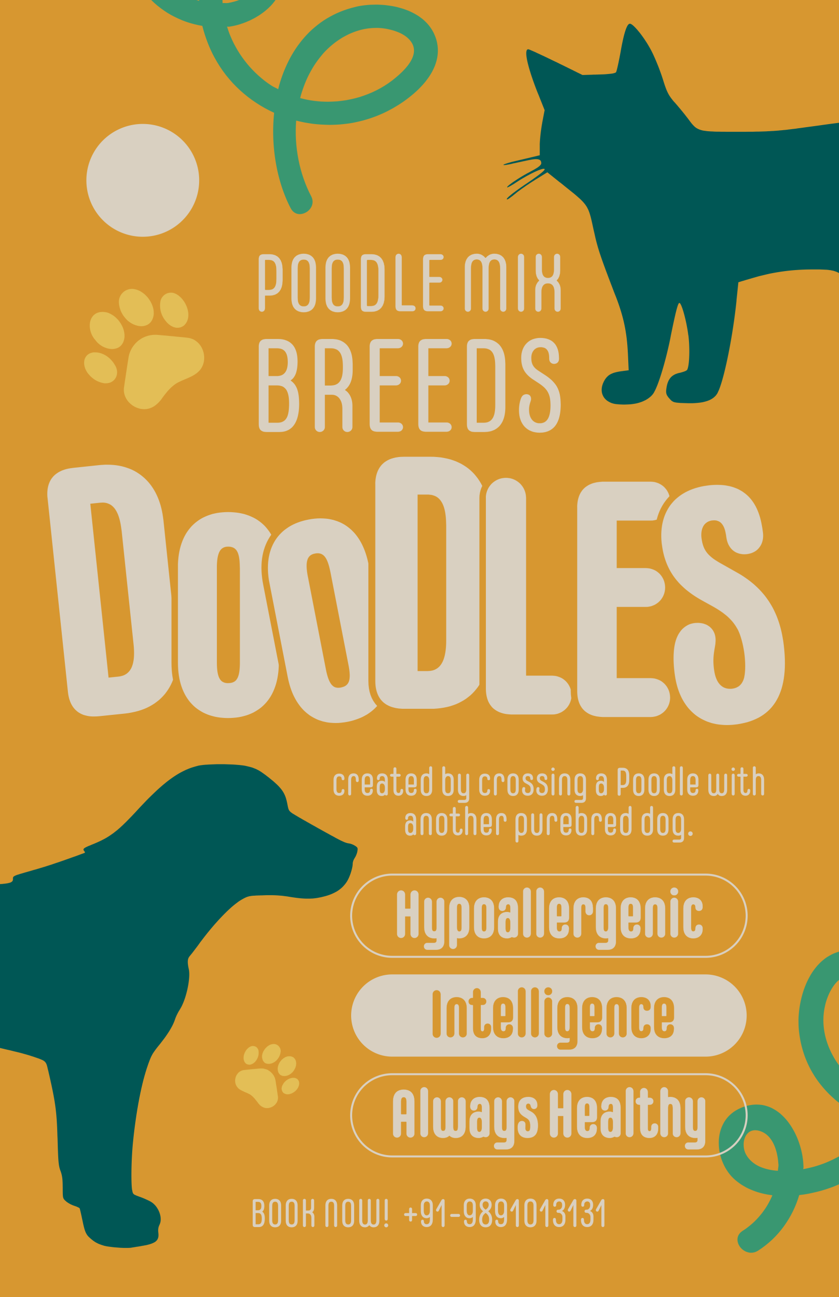 Poodle Mix Breeds, Doodle Dogs, Designer Dog Breeds, Goldendoodle India,